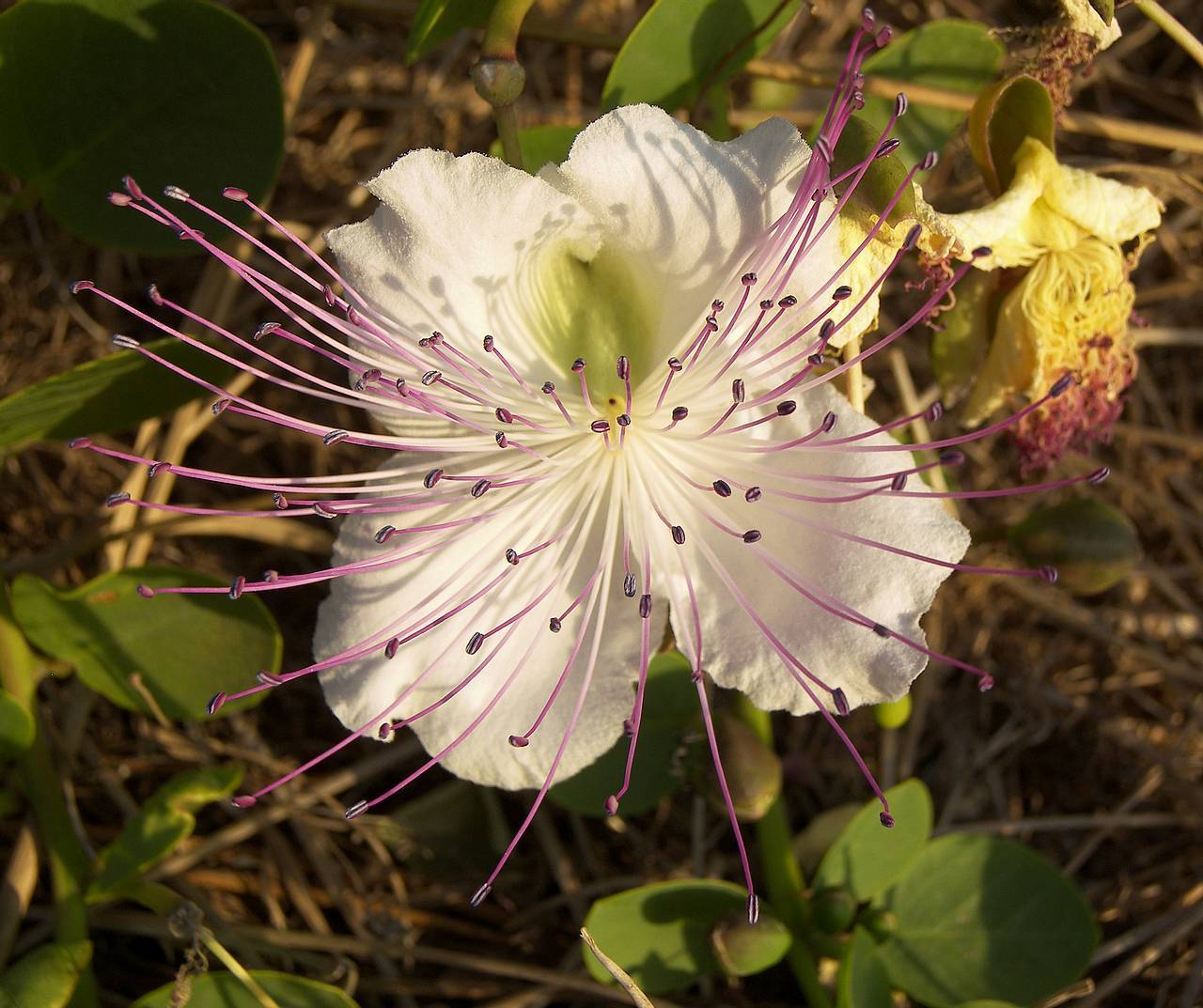 Caper Bush, Capparis spinosa, Seeds (Edible, Showy, Fragrant)