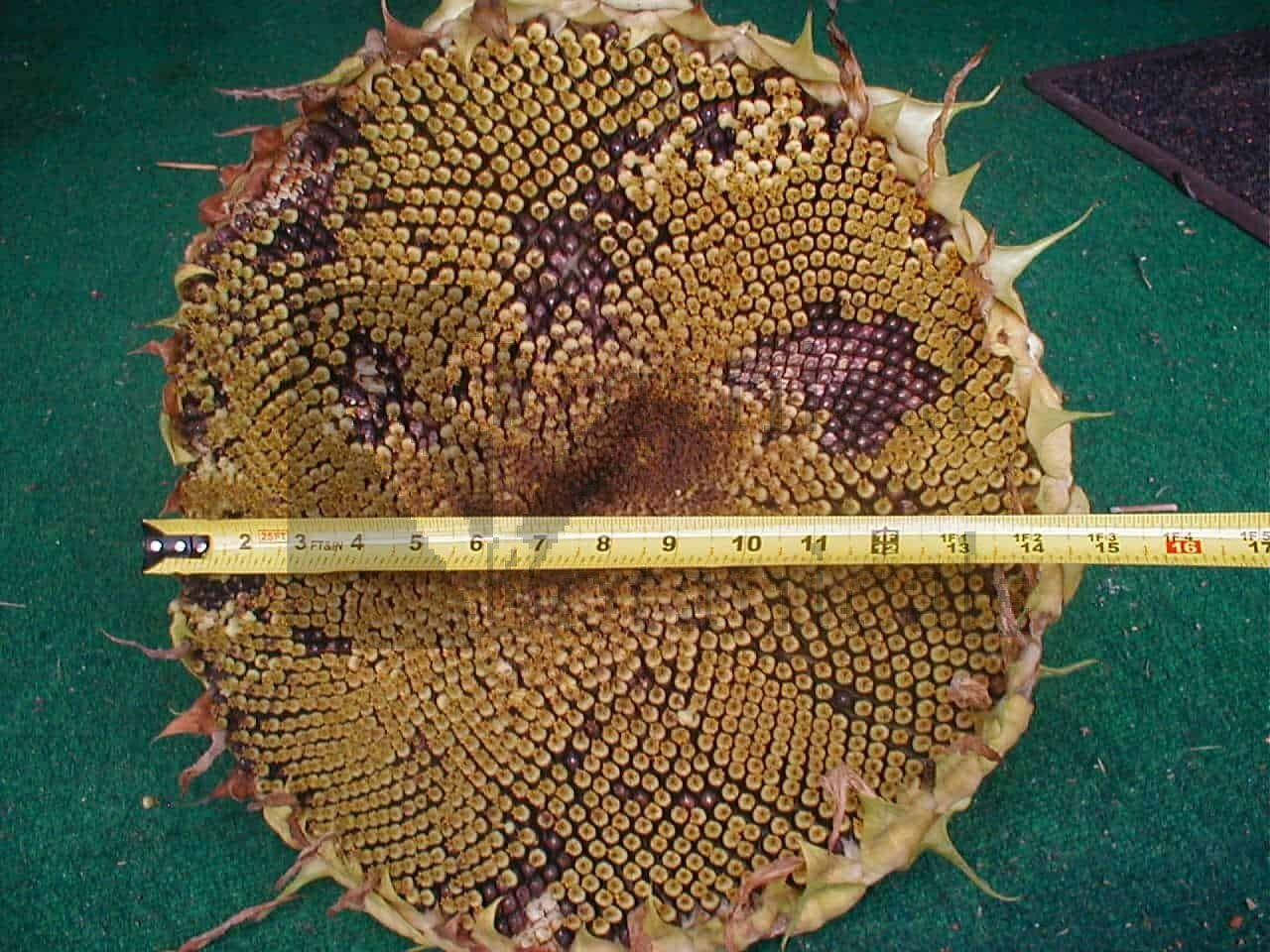 35 Mammoth Grey Sunflower Seed, Heirloom & NON-GMO, Fresh Seeds for Your Garden