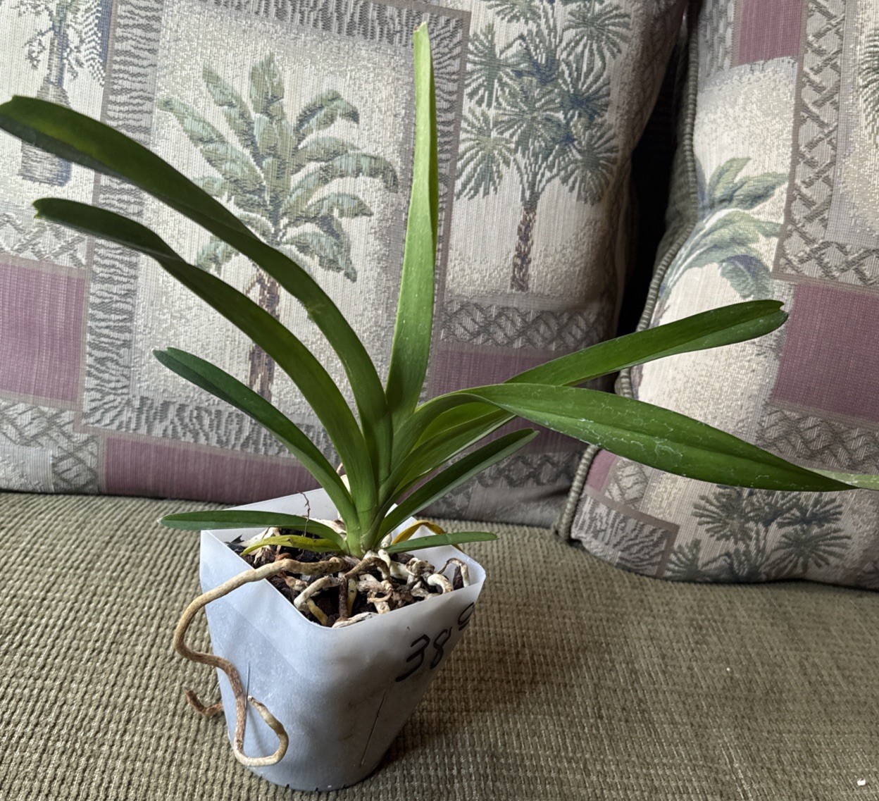 V. Kultana Violeta Blue X Self