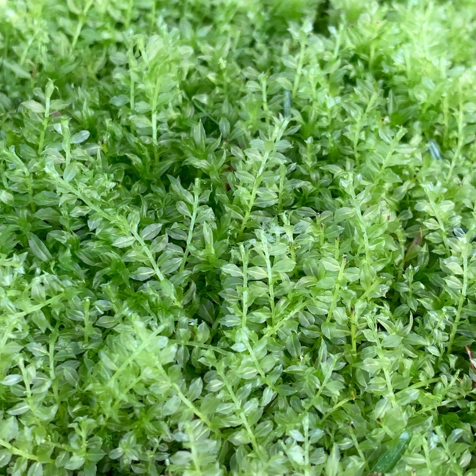 Plagiomnium clear jewel Moss cultivated – Live 1 piece 2×2″ terrarium/vivarium