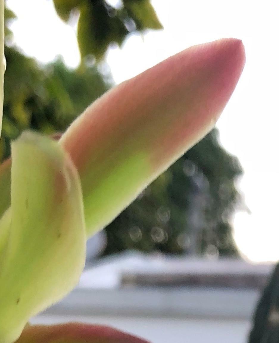 PERUVIAN APPLE CACTUS (Cereus peruvianus )ORGANIC ROOTING (2″-4″) STARTER PLANT