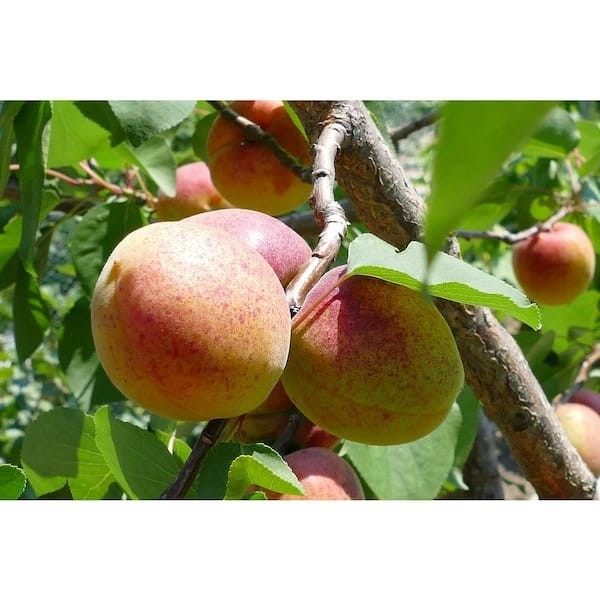 Dwarf Moorpark Apricot Tree – Bare Root, 3–4 ft., 2-Year-Old, Sweet Fruit
