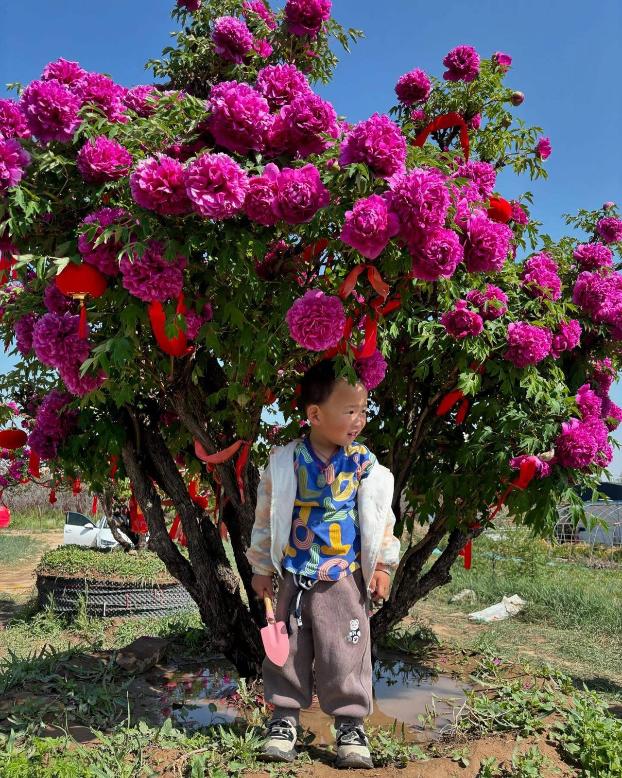 “Li xiang” large flower tree peony