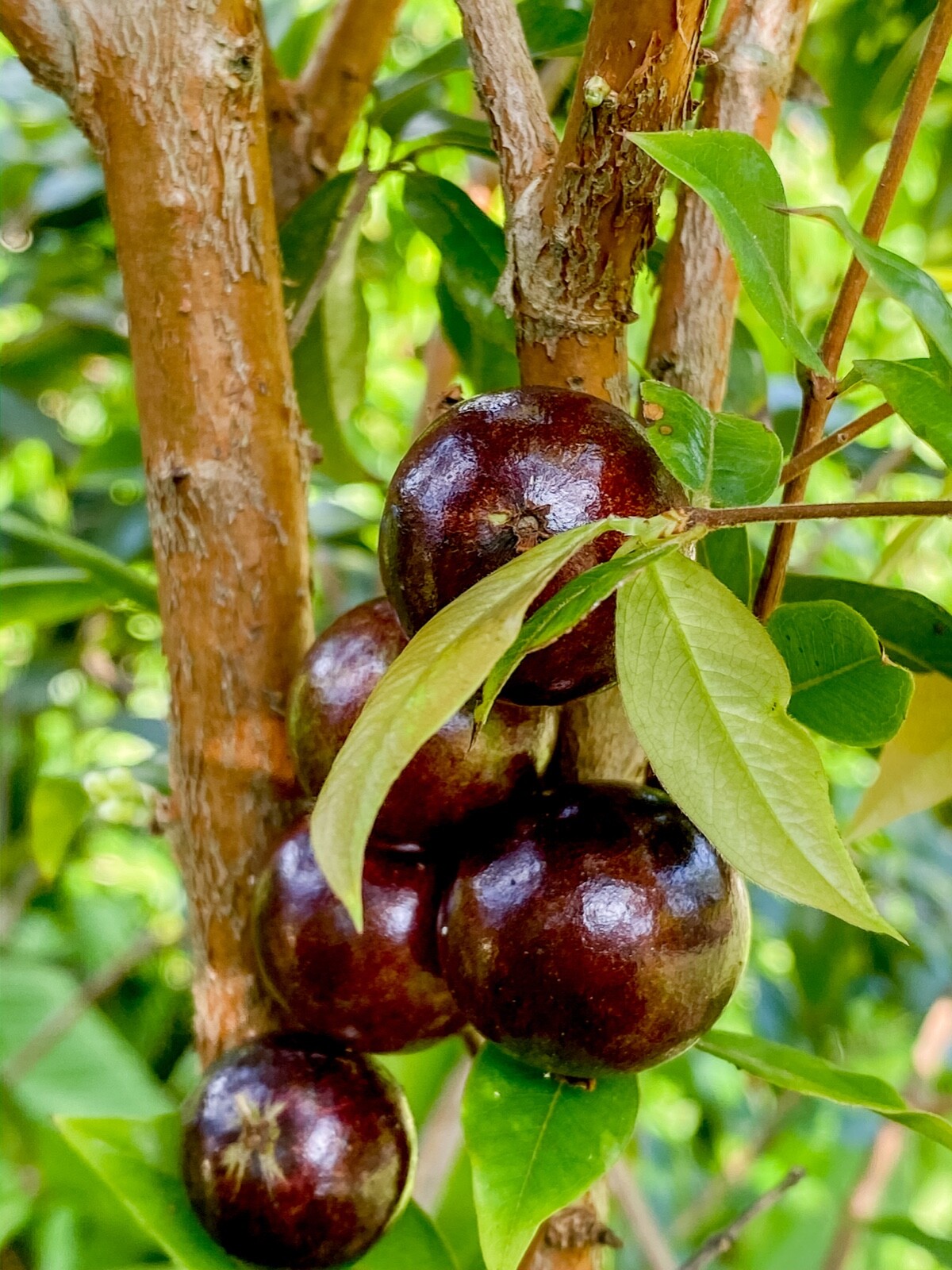 Red Hybrid Jaboticaba Myrciaria Plinia cauliflora x aureana Fruit Tree Plant