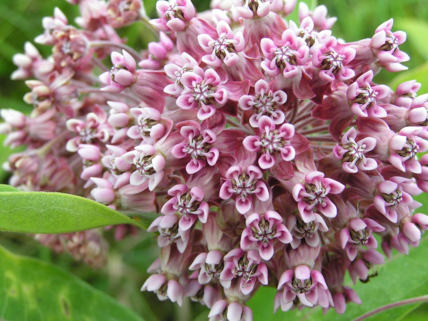 100+ Common Milkweed Seeds (Asclepias Syriaca) Native Monarch Butterfly Flower