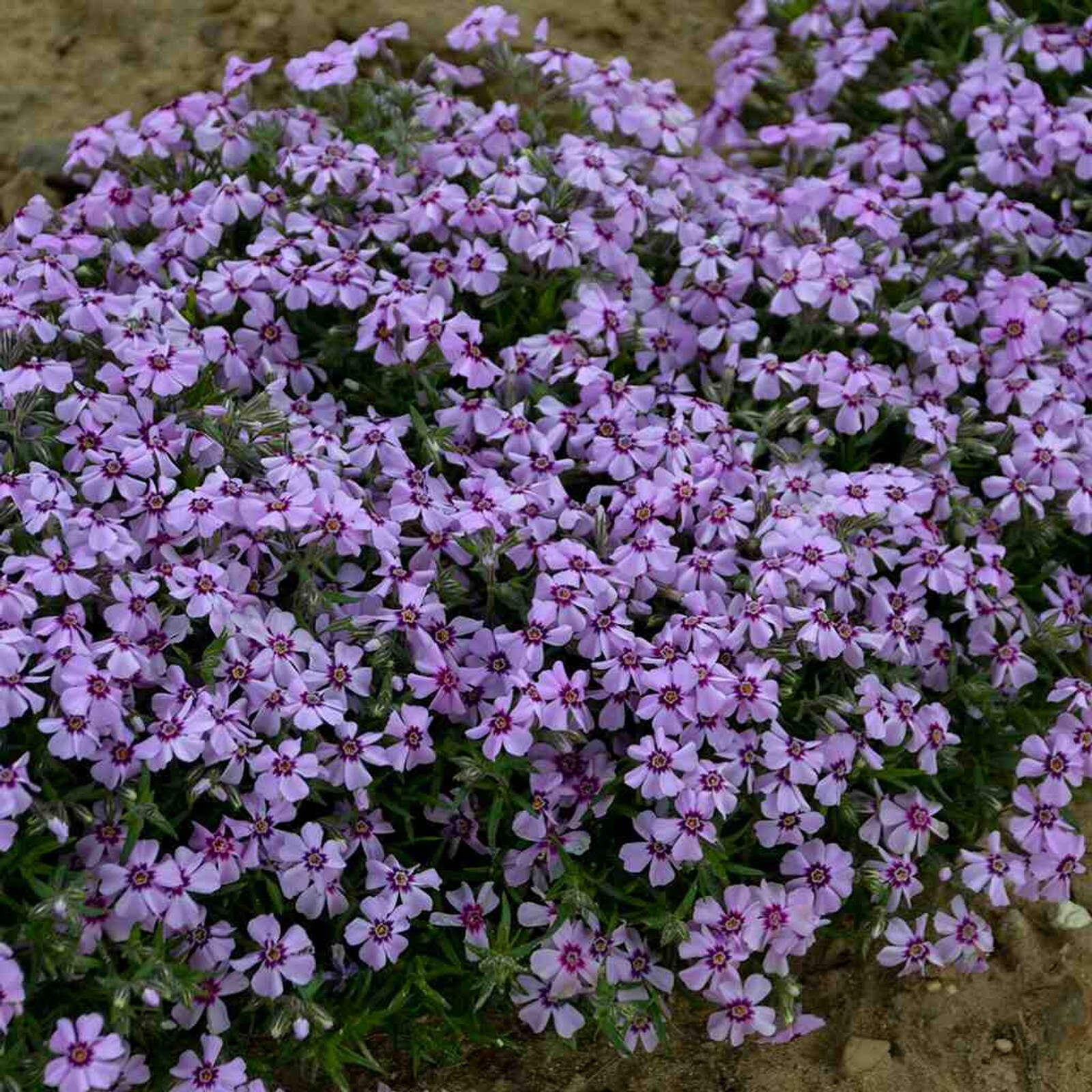 Creeping Phlox Perennial Subulata Moss Phlox Bare Root Live Plant Outdoor Garden