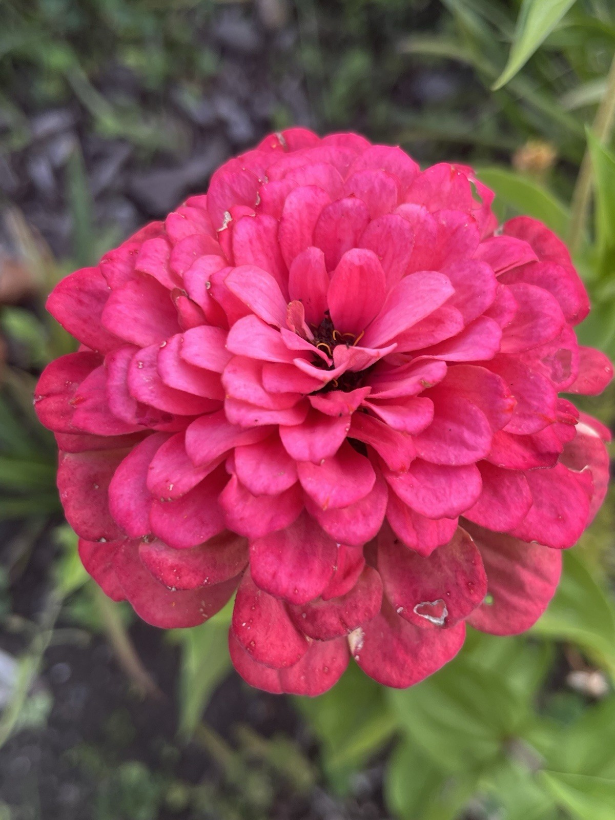 Garden Start Seed Variety Packs (PNW Native, Rare Exotic)