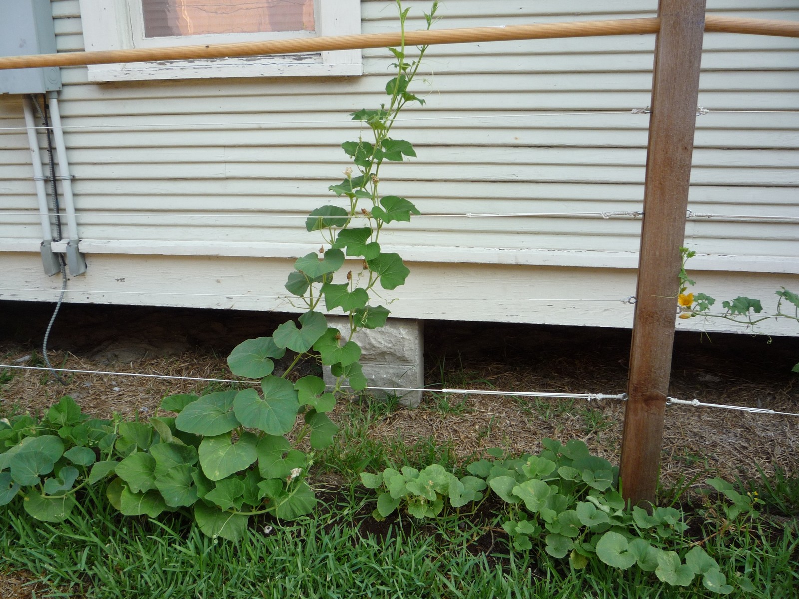 Bushel Basket Gourd, Lagenaria siceraria, Seeds