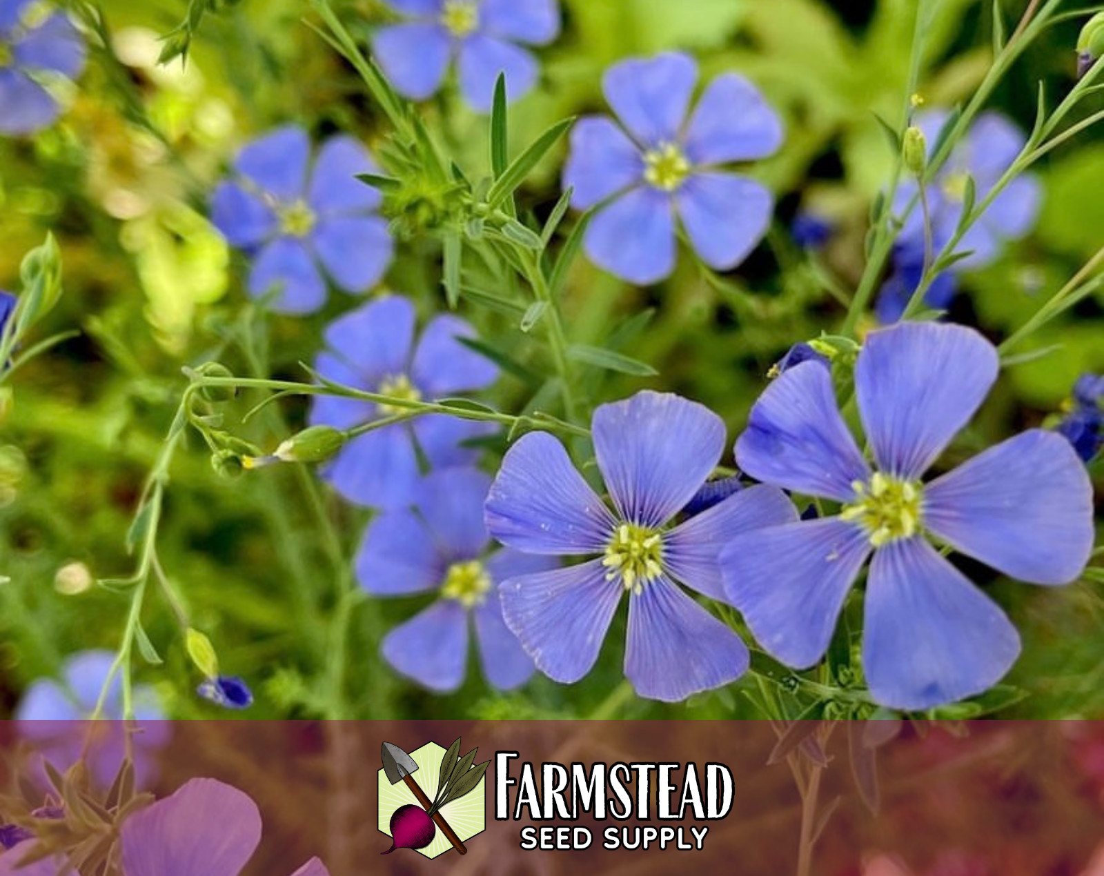 2,000+ Blue Flax Seeds | Flower Gardening, Perennial Wildflower Plant, Linseed