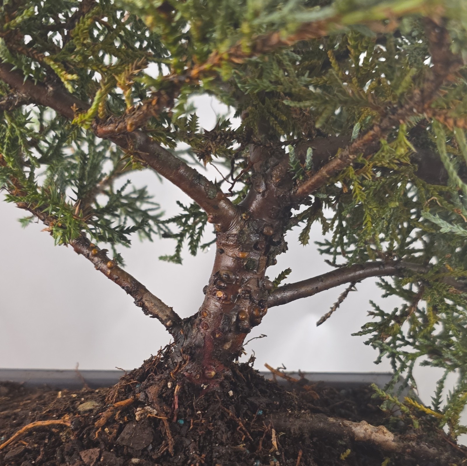 Angelica Blue Juniper Pre-Bonsai Live w/ Training Pot, Outdoor