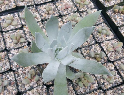Giant Chalk Dudleya ‘Dudleya brittonii’ cactus Cacti Succulent real live plant