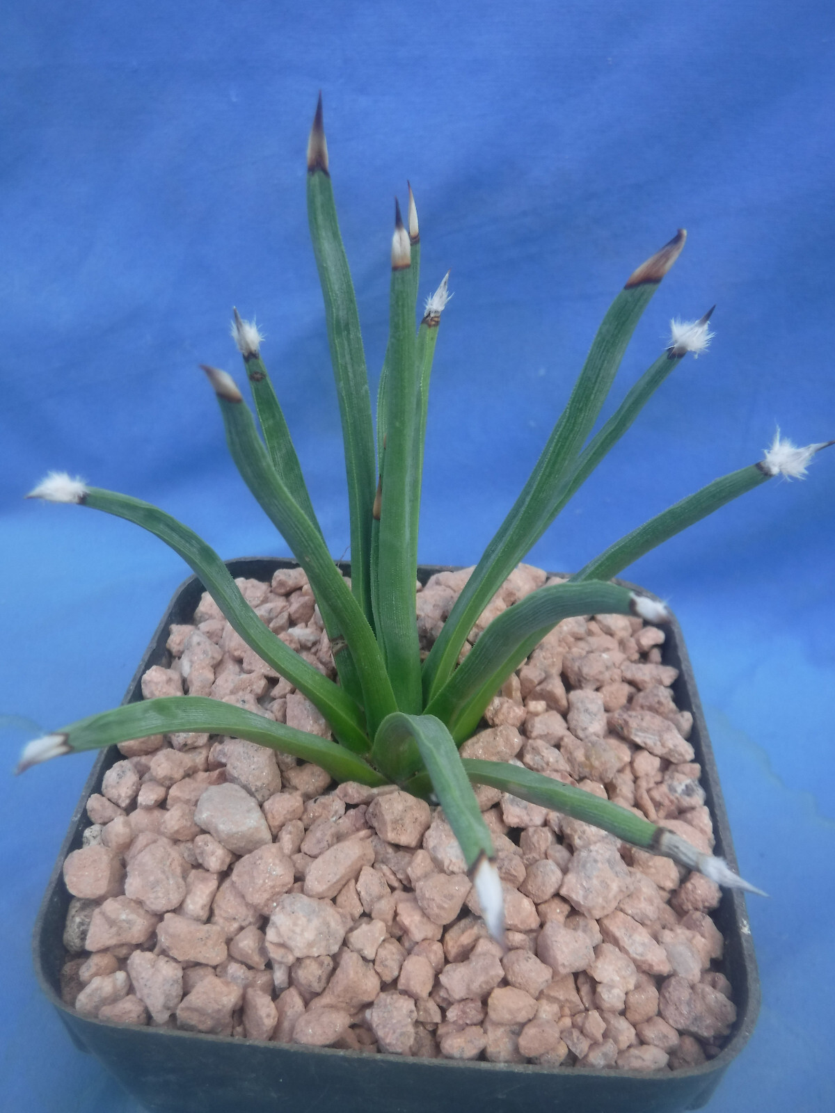 Agave albopilosa “Tufts” Plant VERY RARE Agave! 5+ Years Old! 4″ Wide NICE! B8