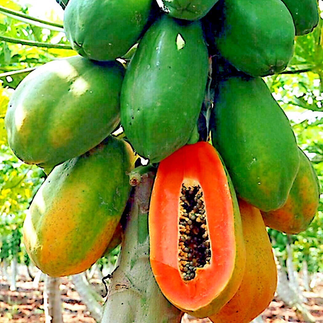 20 “Caribbean Red” Carica Papaya Fruit Tree Seeds “LARGE MELONS” Indoor Plant