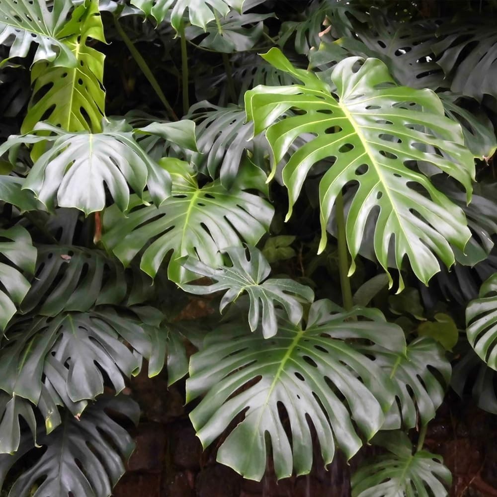 90PCS Fresh Monstera Plant Seeds, Rare Tropical Houseplant Seeds for Indoor & Ou