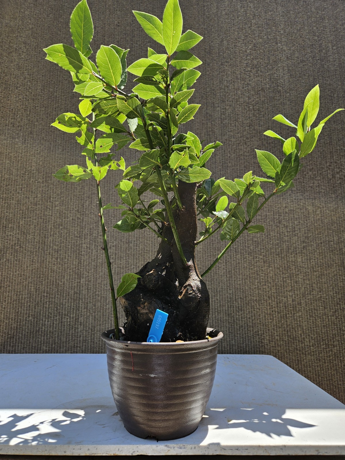 Old Sweet Bay Leaf ( Bay Laurel ) Bonsai Tree,,, SALE