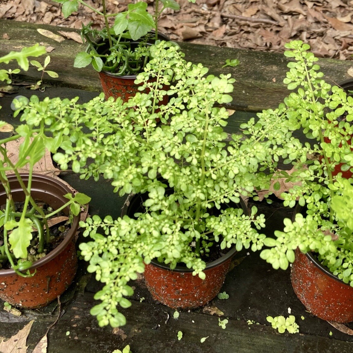 Pilea Microphylla Artillery Fern Rock Weed Live Plant UNROOTED CUTTING