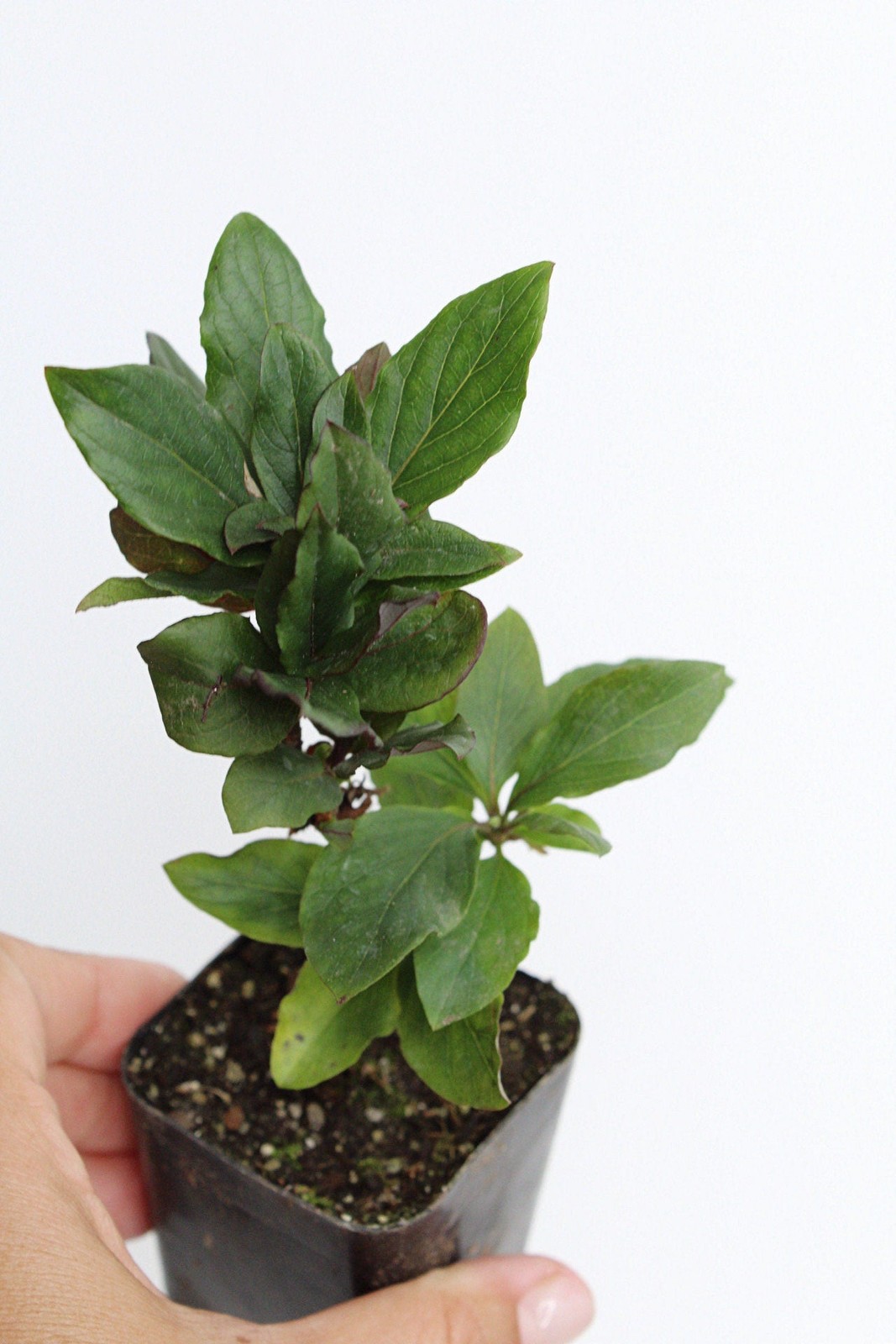 Purple Honeysuckle Vine, 2 Inch Pot, Hardy Climbing Garden Plant, Fast Growing