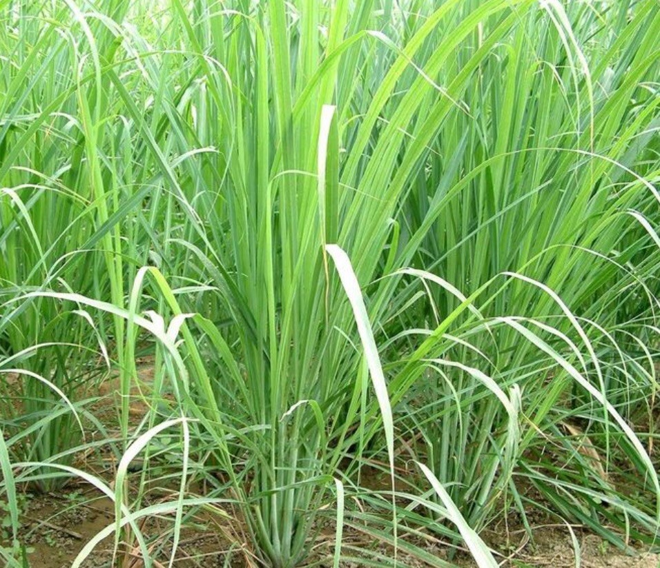 100+ Lemon Grass Seeds | Mosquito Repellant I Non-GMO l Free Seeds Included