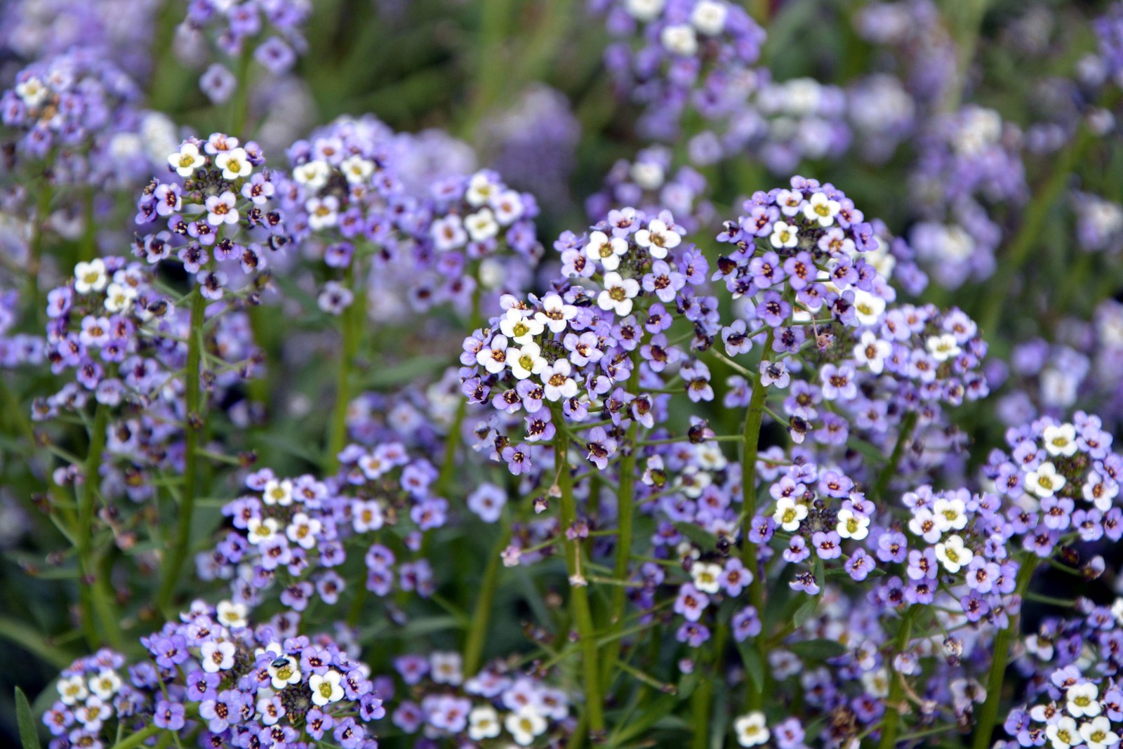 500 Sweet ALYSSUM PASTEL CARPET MIX Lobularia Maritima Flower Seeds *Comb S/H