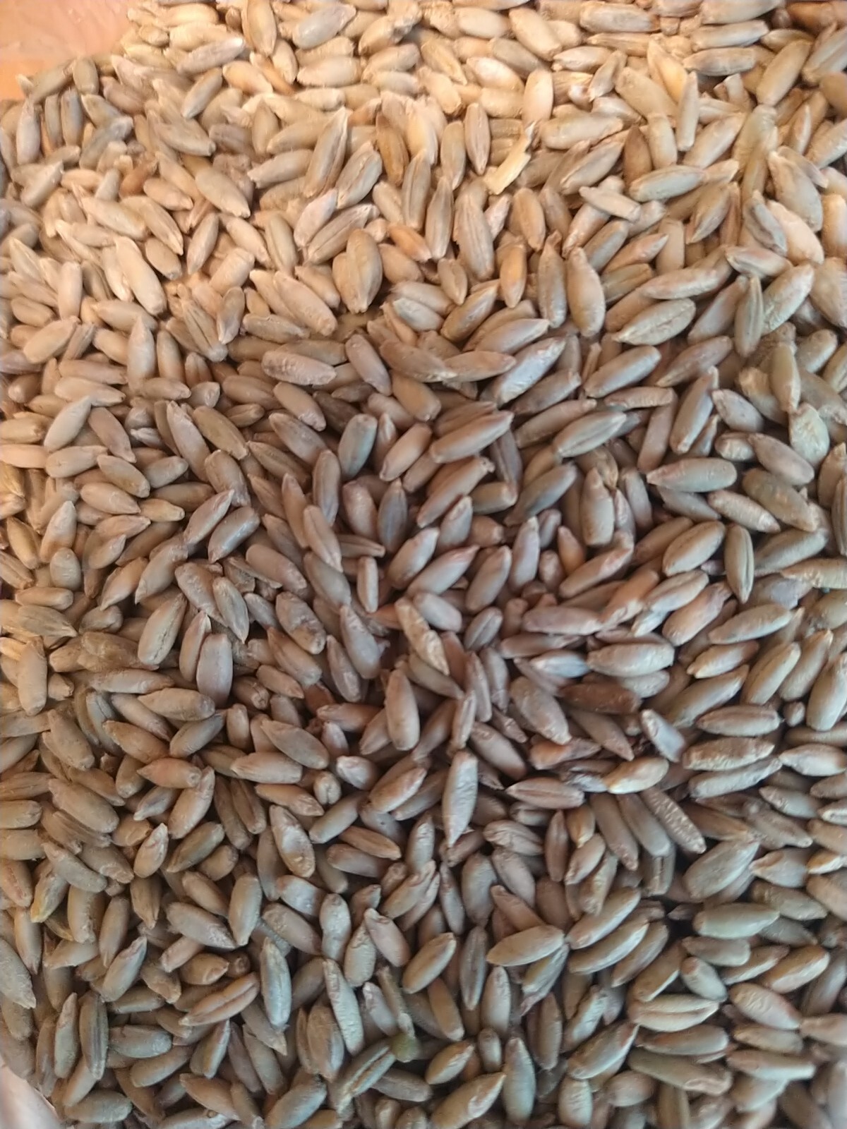 Winter Rye Seed 5 Lbs. Cereal Sprouting Garden Cover Crop Food Plot Deer