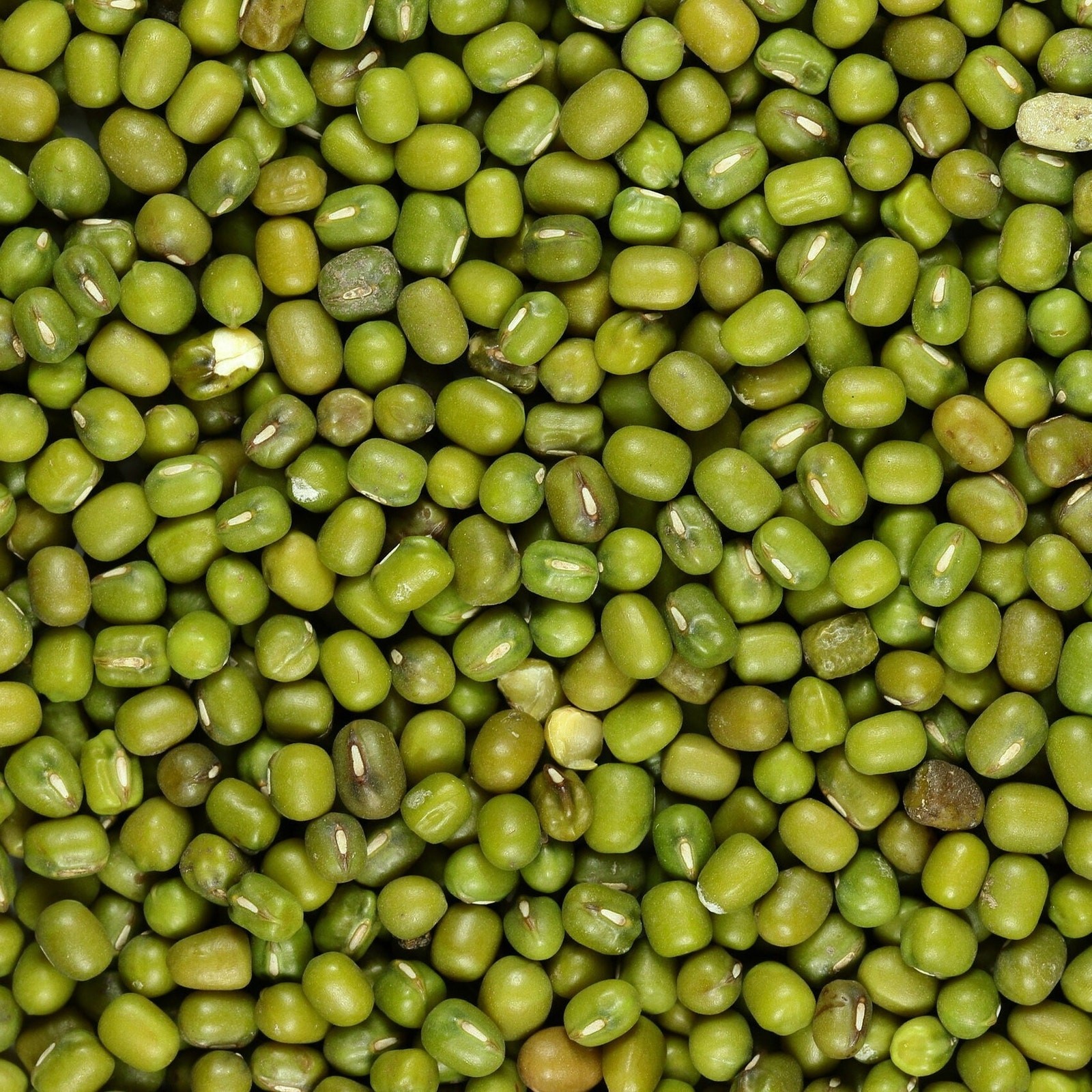 Blue Lake 274 Bush Bean Seed Heirloom Non GMO Open Pollinated Green Bea