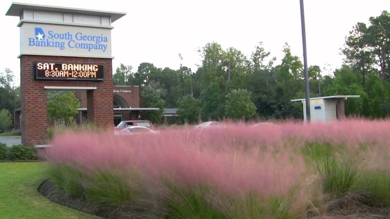 Muhly Grass | 1 Gallon | Muhlenbergia capillaris | Ornamental Border Plant