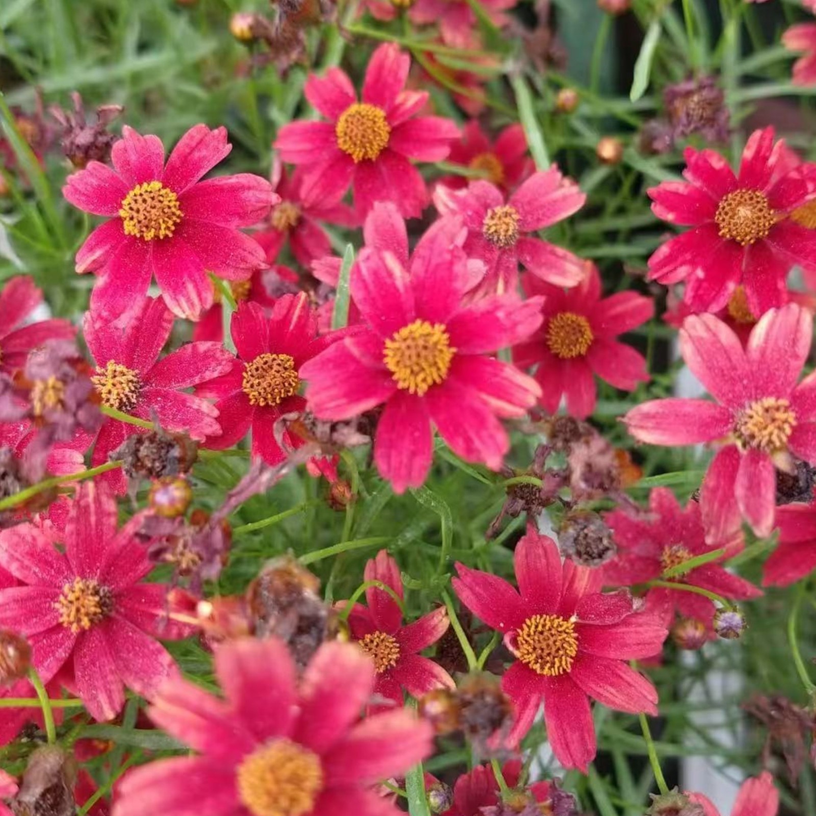 100 Tall Red Plains Coreopsis Seeds – Vibrant Wildflowers for Easy Summer Color