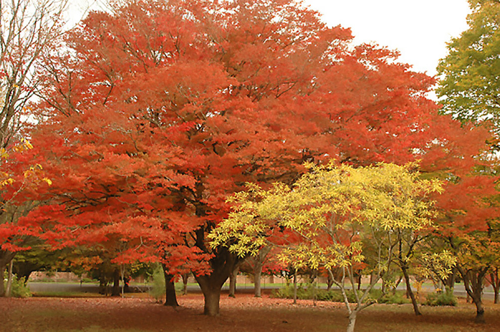 Japanese Zelkova, Zelkova serrata, Tree Seeds (Fast, Hardy, Fall Colors)