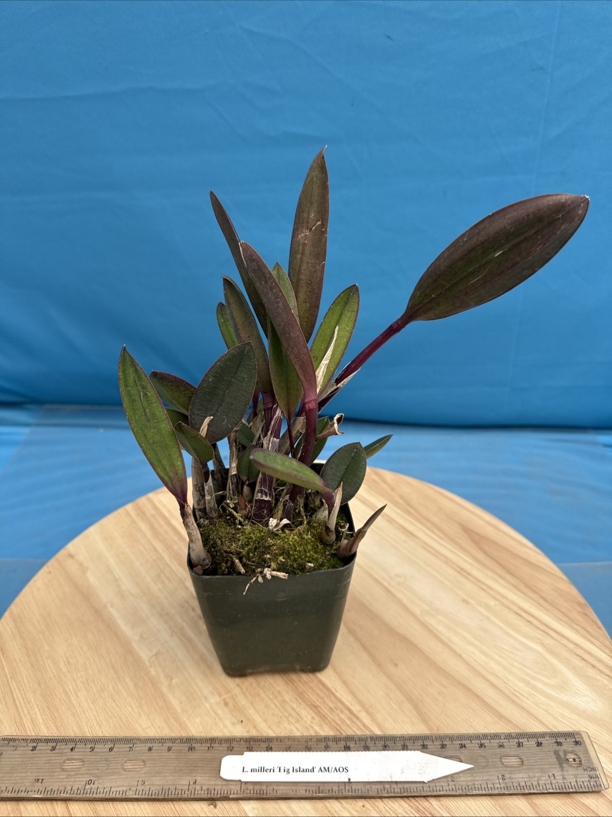 Cattleya milleri ‘Big Island’ AM/AOS Red Orange Species Orchid Eros 4” Pot