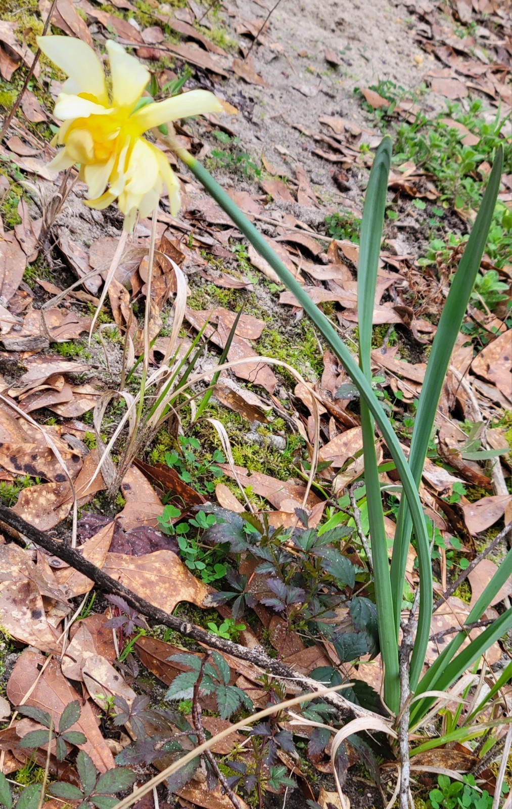 Yellow Daffoldil Bulbs 12pk