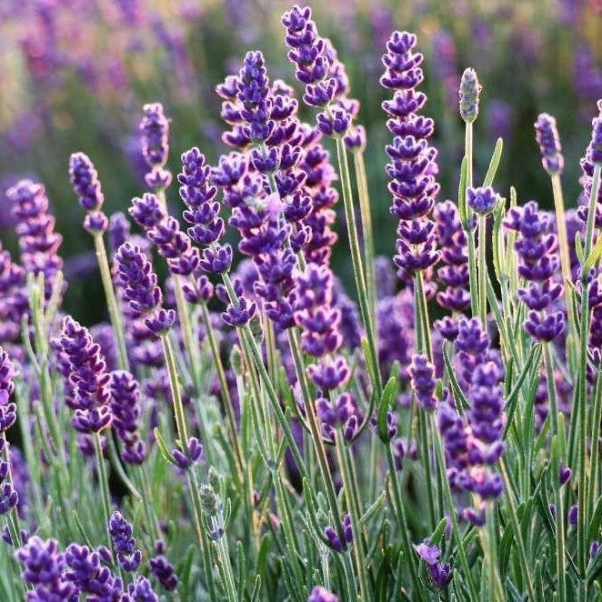 15 Puertorrican Soil Grown Lavender True Seeds [RARE] NON GMO ORGANIC
