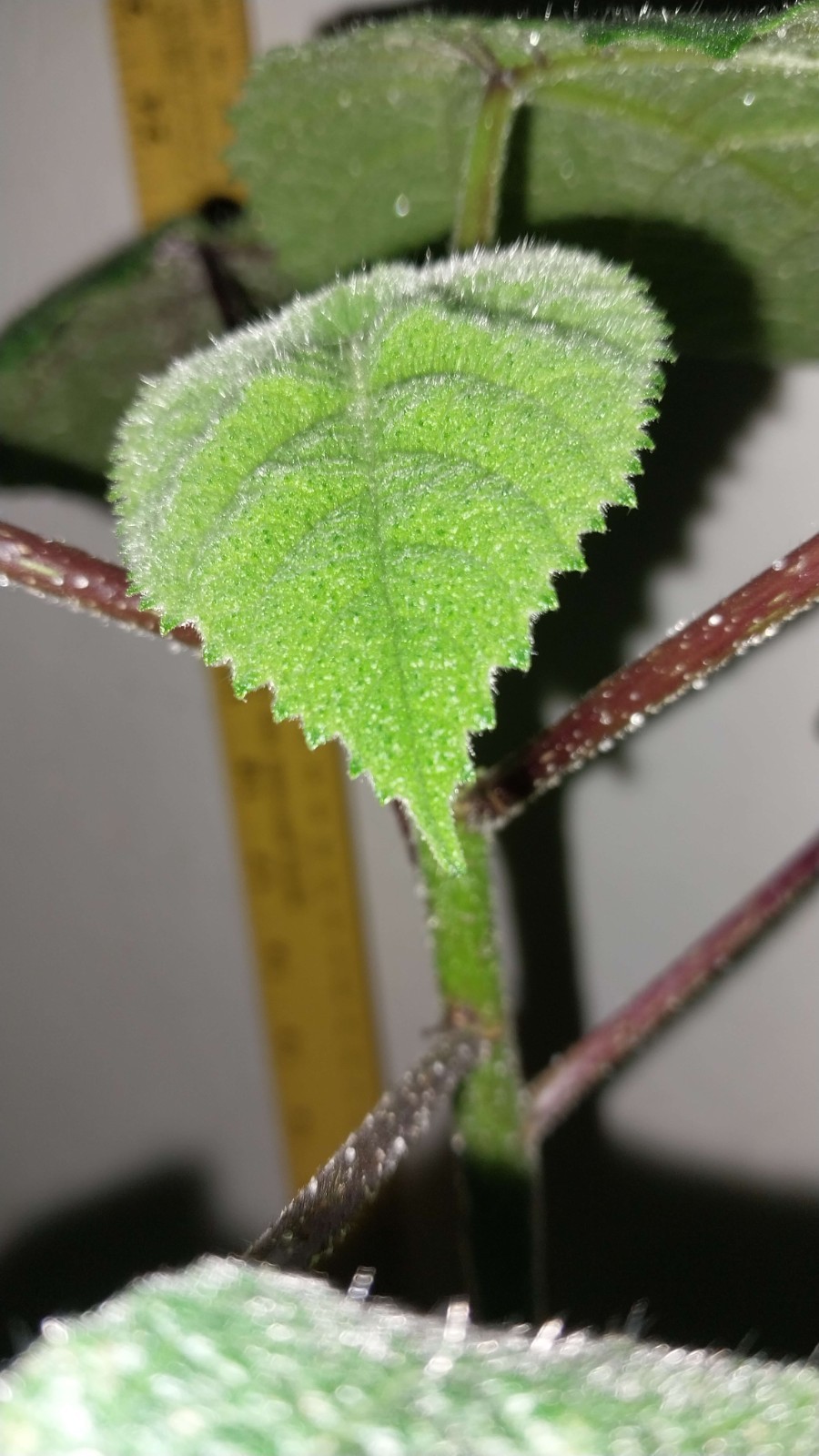 Gympie Gympie Live Plant! Most Painful Plant In The World! Mature Plant!