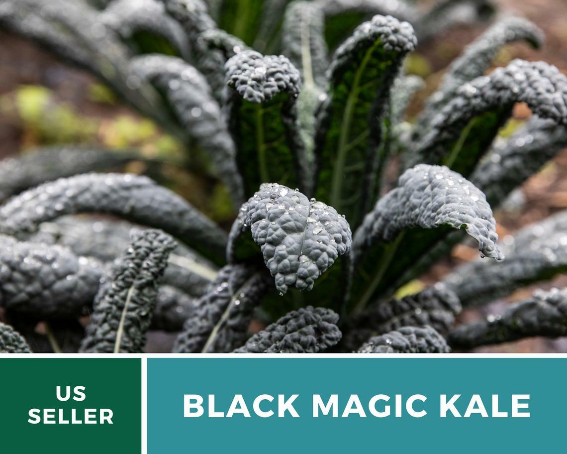 Kale, Black Magic – 100 Seeds – Sow Spring/Summer – NonGMO (Brassica oleracea)
