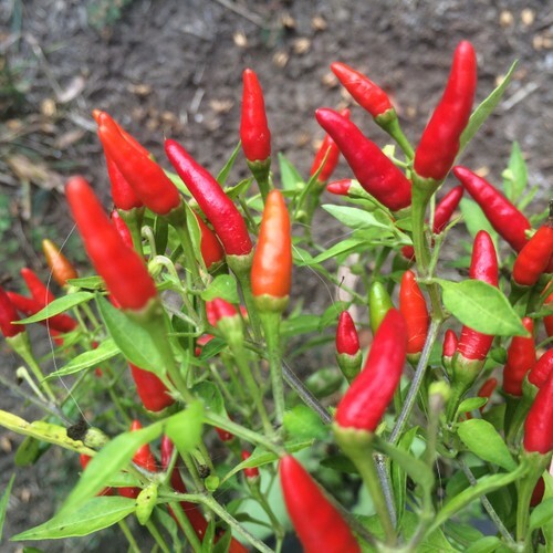 20 Premium New Harvest of Fresh Thai Bird Pepper Seeds-B 75