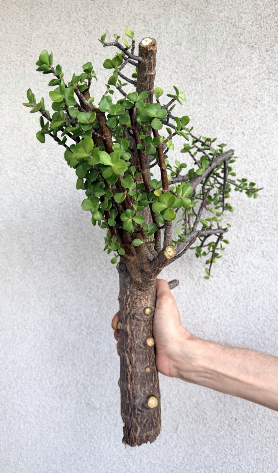 Old Growth 2.25” THICK STEM Portulacaria Afra Exact Cutting Spekboom Bonsai