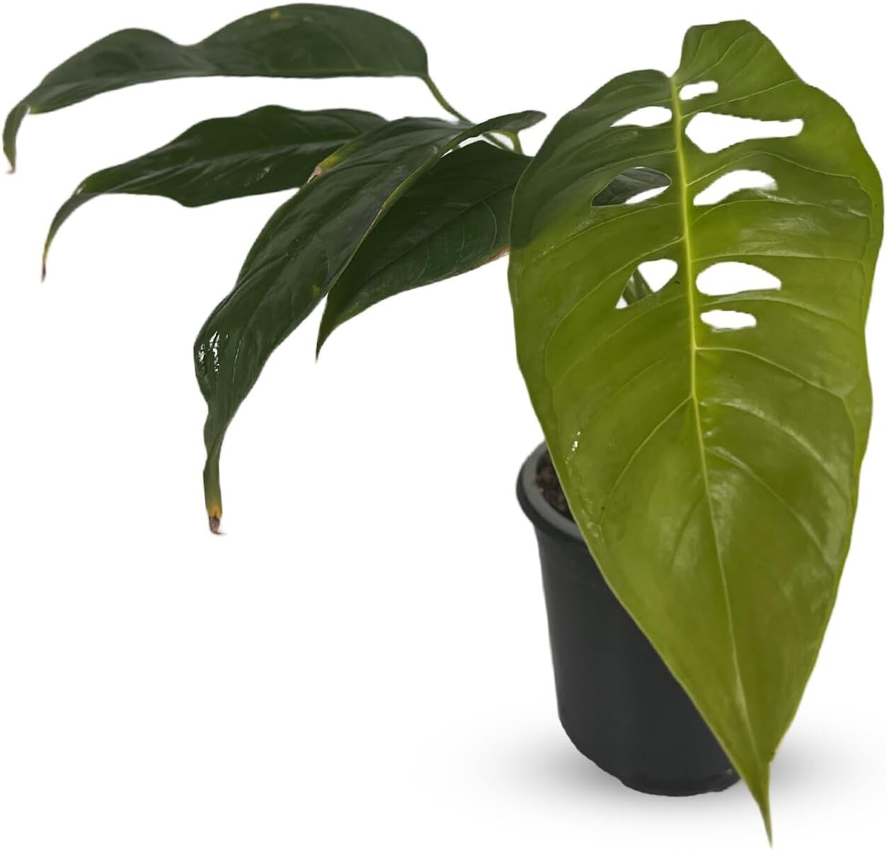 Monstera Unknown by LEAL PLANTS ECUADOR | Natural Décor Swiss Cheese Live Plant