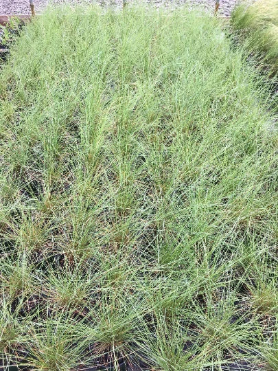 3 Pink Muhly Mrass in 2.25 inch pots, one plant per pot