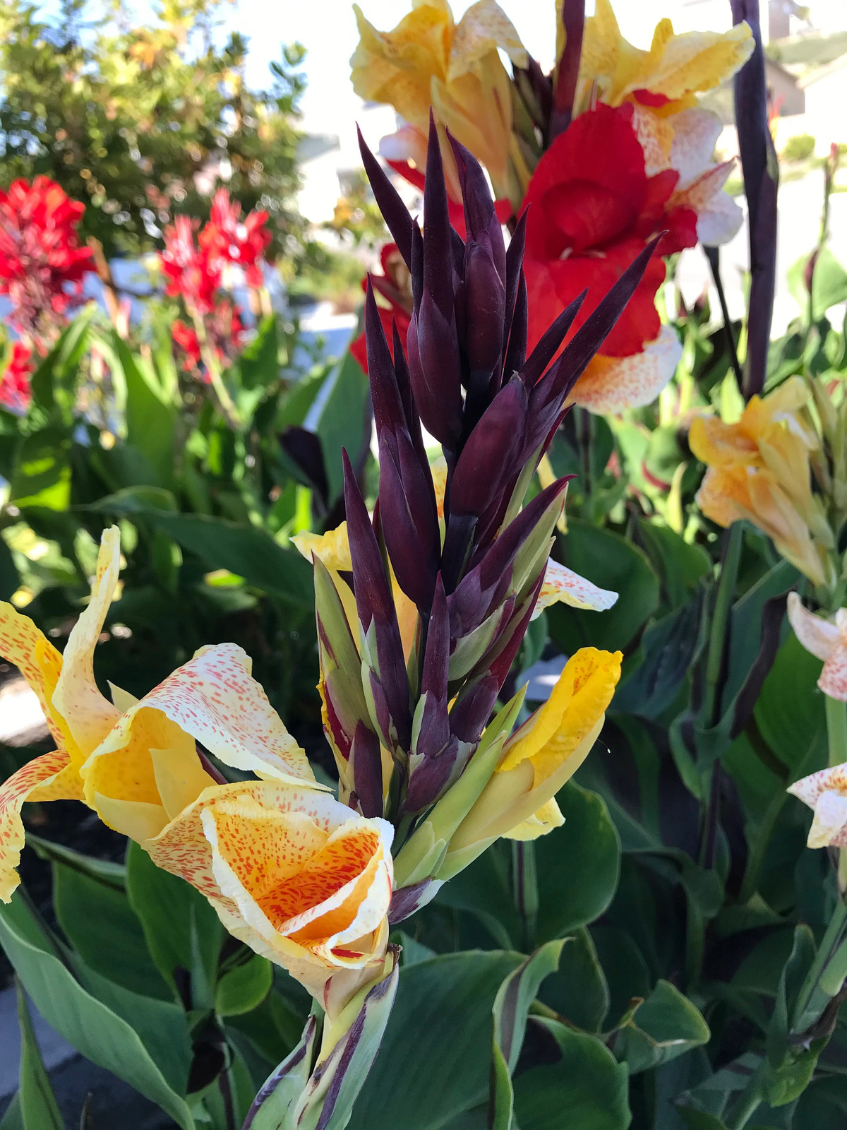 Canna Lily Cleopatra Rhizomes: Variegated Foliage, Exotic Blooms – 7-Rhizomes
