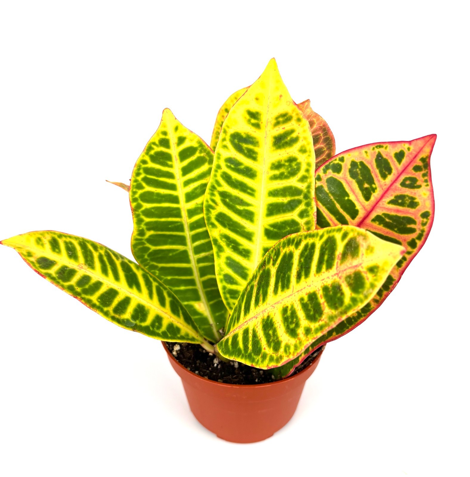 Croton Petra Air Purifying Houseplant, 4” Pot