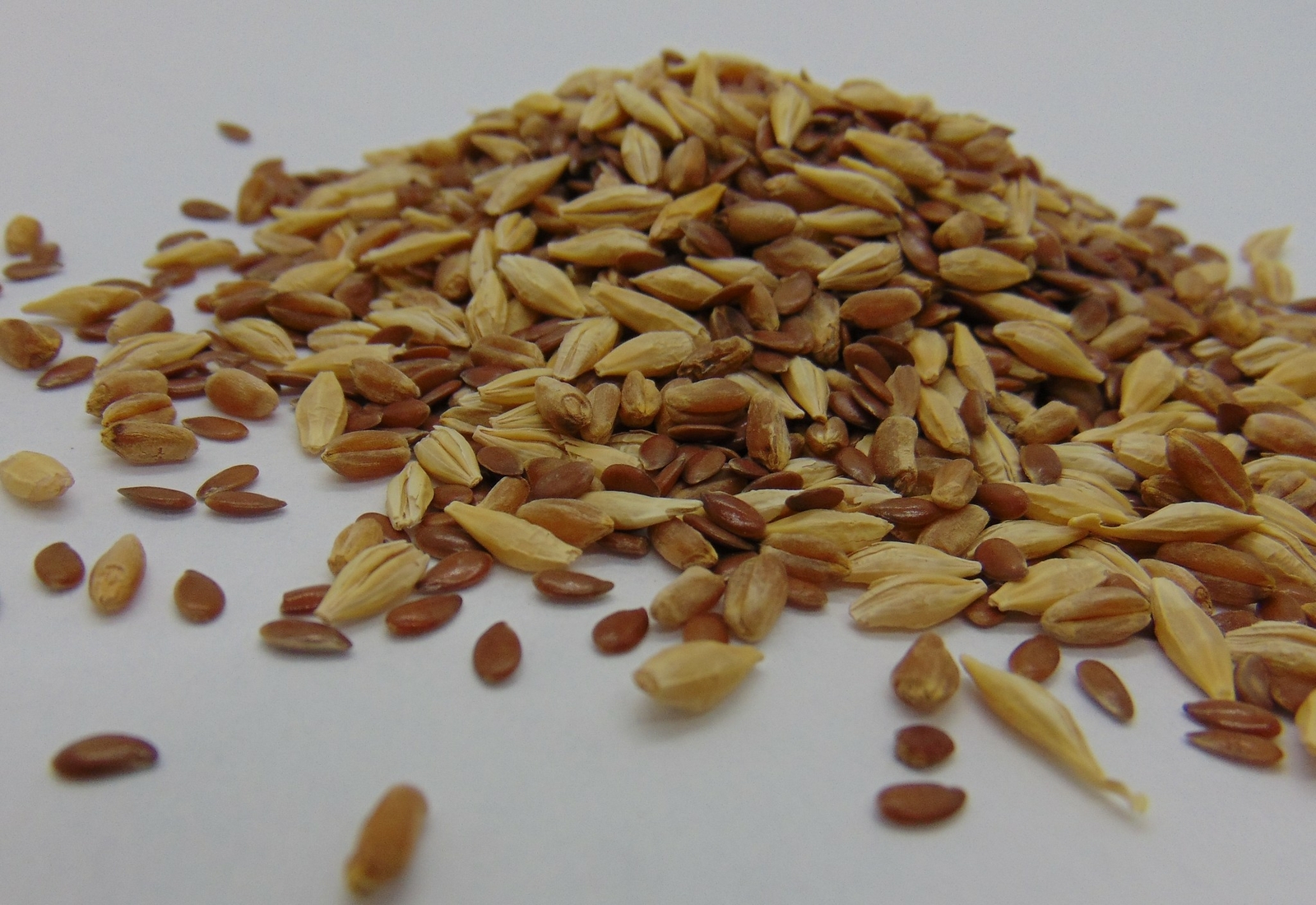 Cat Grass Mix 16 oz