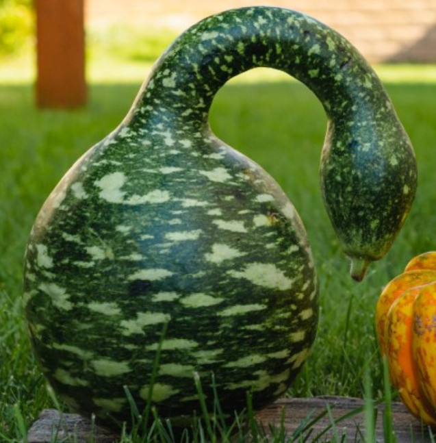 Gourd SPECKLED SWAN Large Birdhouse Decorative Arts & Crafts Non-GMO 15 Seeds