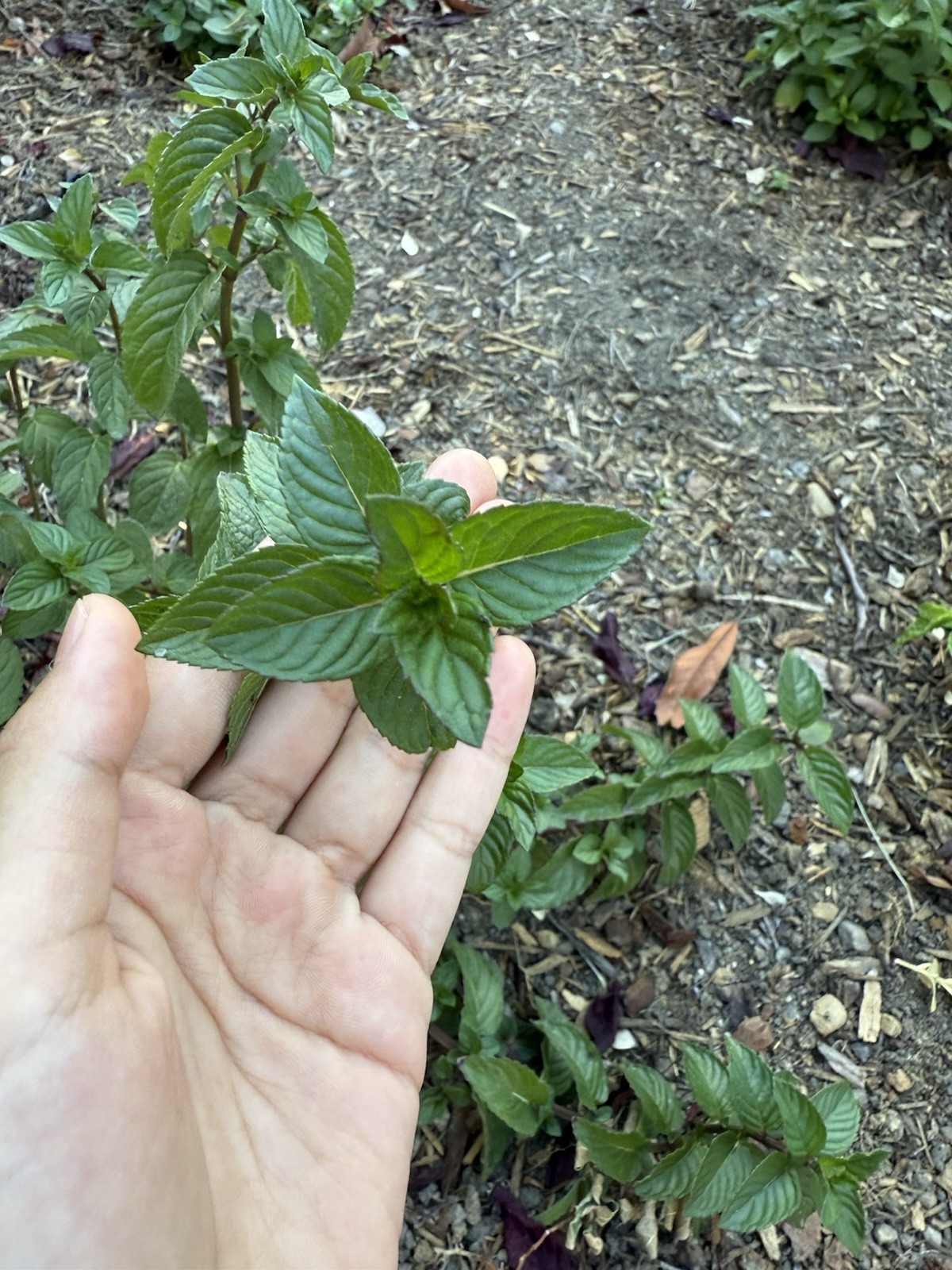 Fresh and Organic Chocolate Mint, Pineapple Mint, and Orange Mint