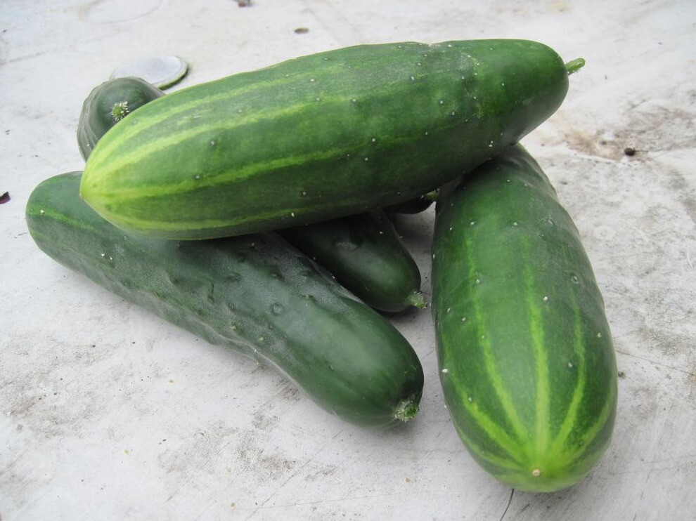 50 MARKETMORE 76 CUCUMBER SEEDS NON – GMO FRESH GARDEN HARVEST