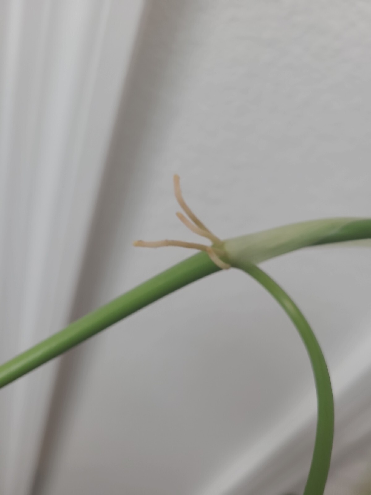 RARE Philodendron Camposportoanum Plant Fresh 1 Node Unrooted Cutting
