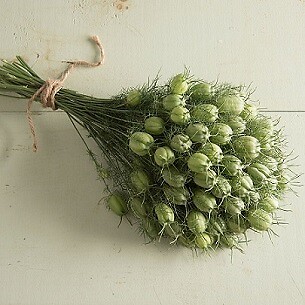 Nigella Albion Green Pod 1,000 seeds