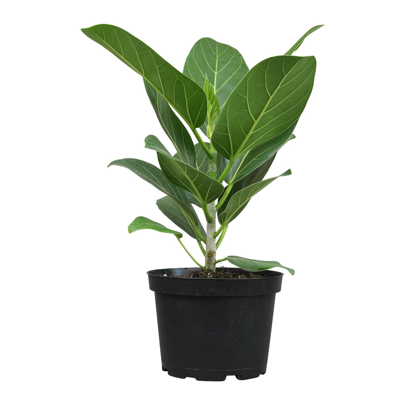 Ficus Audrey Tree (16″ Tall) in 6″ Pot – Easy Care, Air Purifying