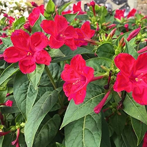 Four O’clock Bright Red 100 Seeds Beautiful Vivid Redish Colored Bloom