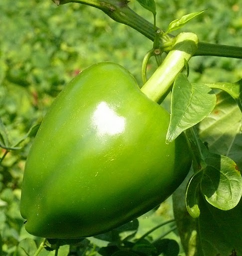 GREEN SPICY PIMENTO PEPPER SEEDS! MILD HEAT! COMB. S/H! SEE OUR STORE!