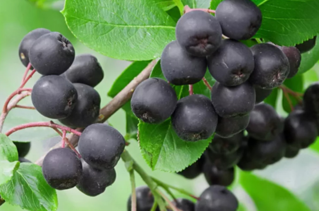 Black Chokeberry Live Plant – 9-12″ Tall – Ornamental and Fruit Shrub for Landsc
