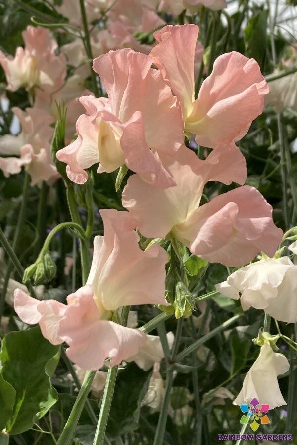 50+ Heaven Scent Sweet Pea Seeds for Garden Planting – USA – FREE SHIPPING!